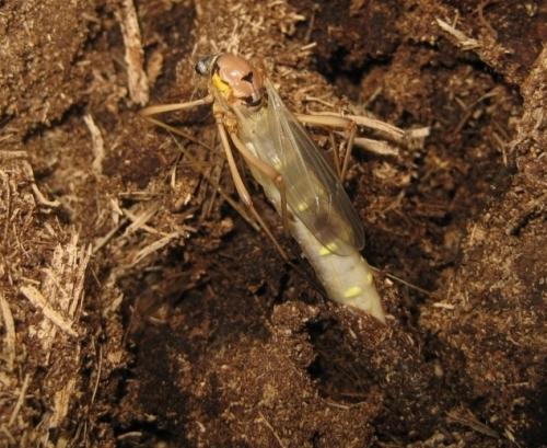 Ctenophora pectinicornis