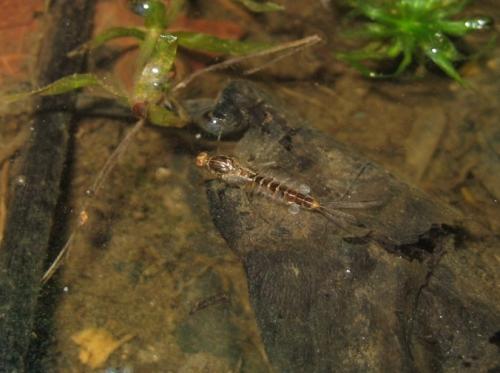 Cloeon dipterum