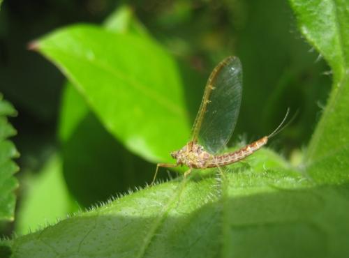 Cloeon dipterum