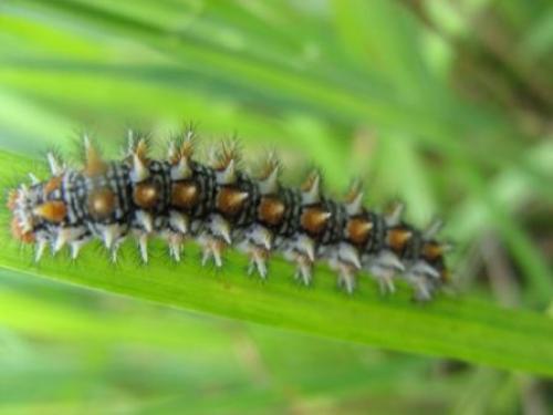 Melitaea didyma