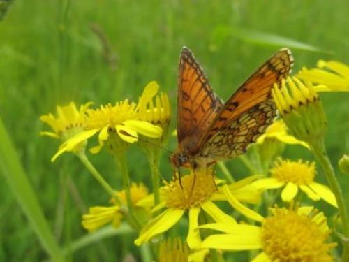 Melitaea parthenoides