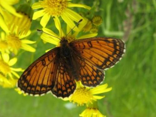 Réf. 57 838 : Melitaea parthenoides