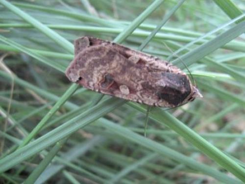 Noctua pronuba