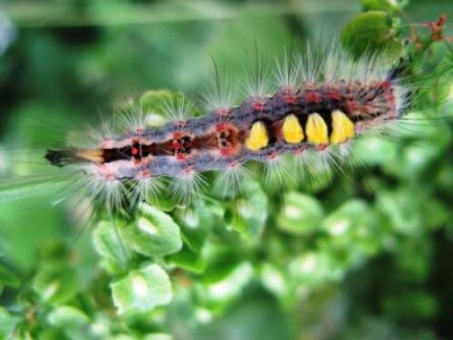 Orgyia antiqua