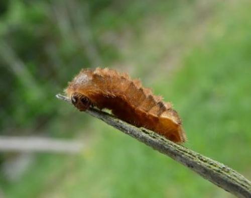Favonius quercus
