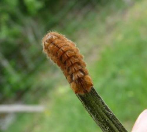 Favonius quercus