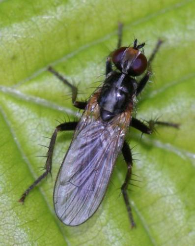 Cordilura sp.