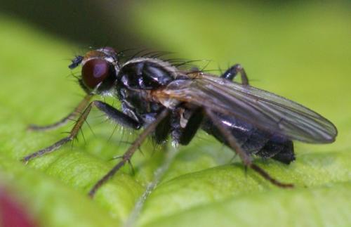 Cordilura sp.