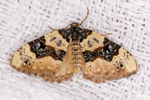 Réf. 57 417 : Cosmorhoe ocellata