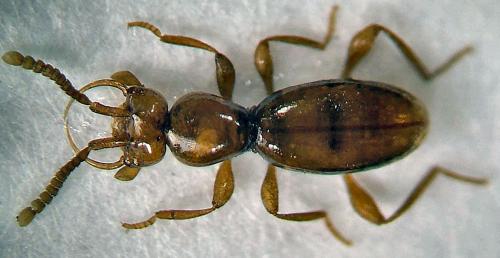 Leptomastax hypogea