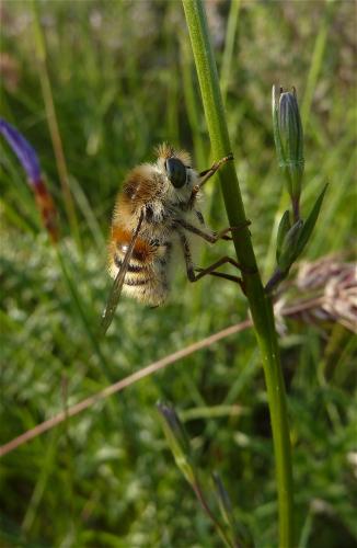 Réf. 57 360 : Fallenia fasciata