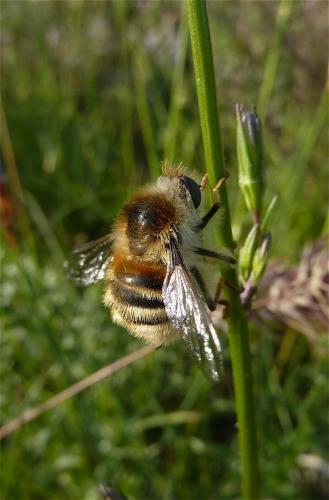 Réf. 57 361 : Fallenia fasciata