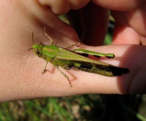 Aiolopus strepens