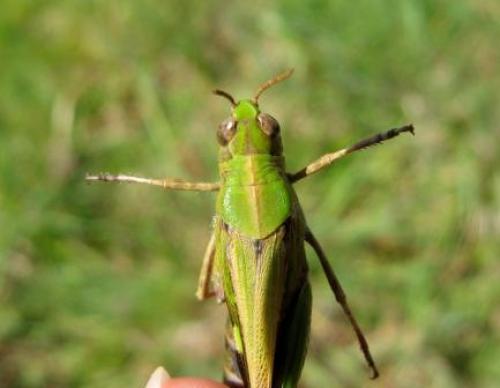 Aiolopus strepens