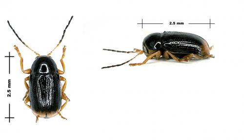 Cryptocephalus chrysopus