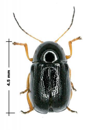 Cryptocephalus sp.