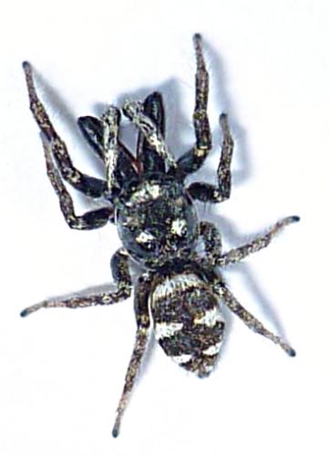 Réf. 57 343 : Salticus sp.