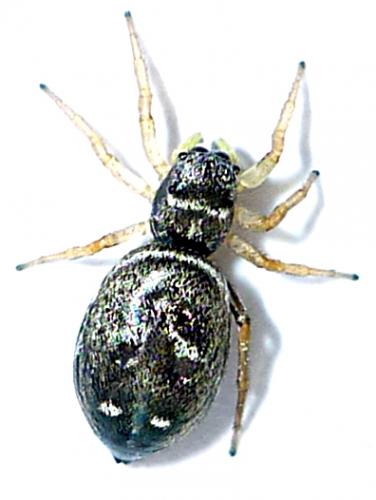 Heliophanus sp.