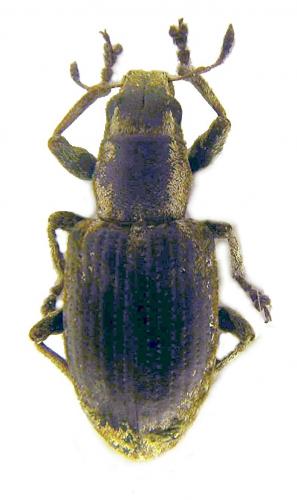 Sitona sp.