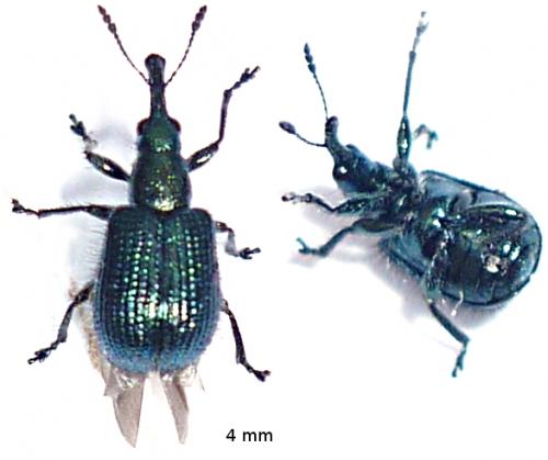 Réf. 57 977 : Involvulus caeruleus