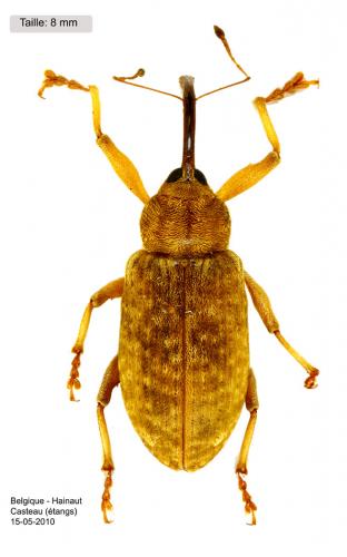 Réf. 57 255 : Dorytomus longimanus