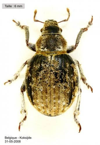Réf. 57 256 : Philopedon plagiatum
