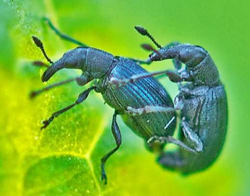Réf. 57 829 : Perapion violaceum