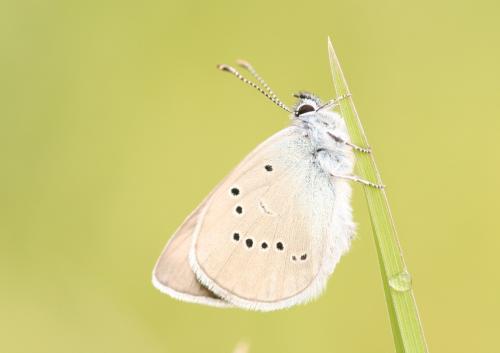 Cyaniris semiargus