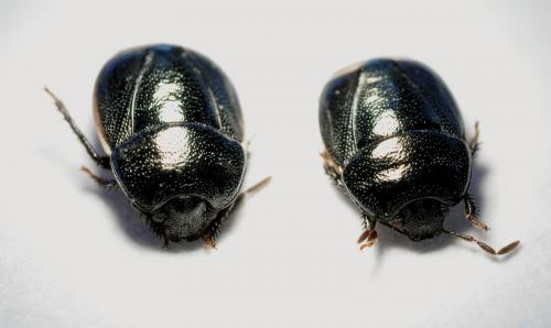 Réf. 57 929 : Legnotus sp.