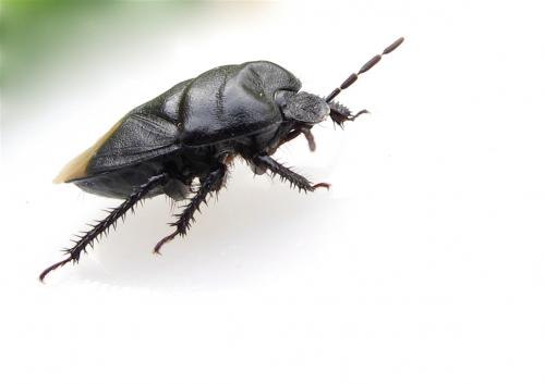 Cydnus aterrimus