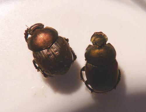Onthophagus coenobita