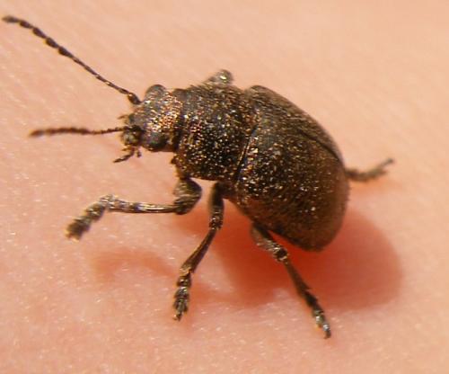 Eumolpinae