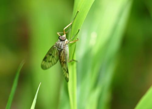 Réf. 57 027 : Rhagio sp.