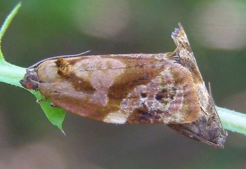 Réf. 57 534 : Ditula angustiorana