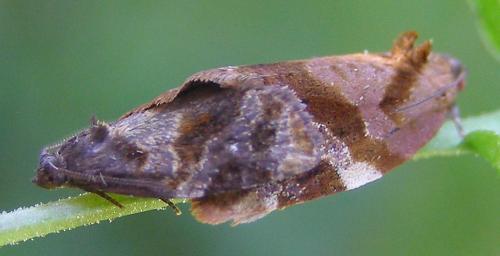 Réf. 57 536 : Ditula angustiorana
