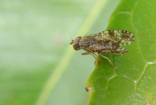 Tephritis vespertina