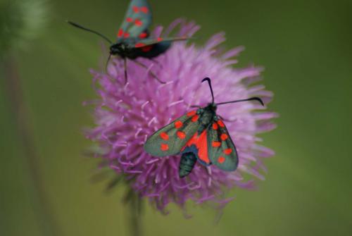 Zygaena transalpina