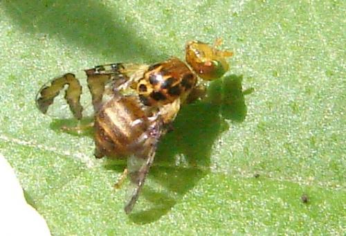 Réf. 57 217 : Goniglossum wiedemanni