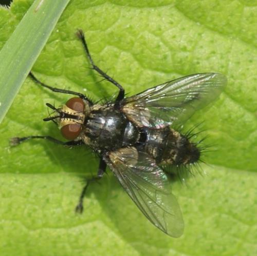 Exorista sp.