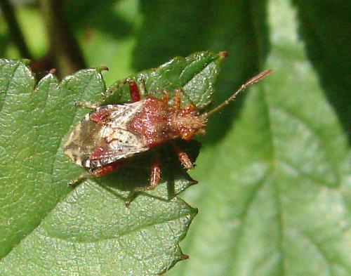 Rhopalus subrufus