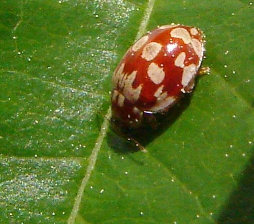 Myrrha octodecimguttata