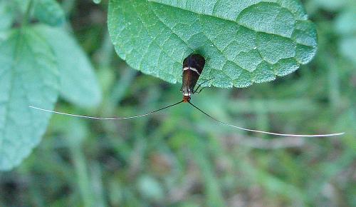 Adela australis
