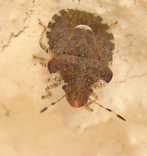 Réf. 57 509 : Dyroderes umbraculatus