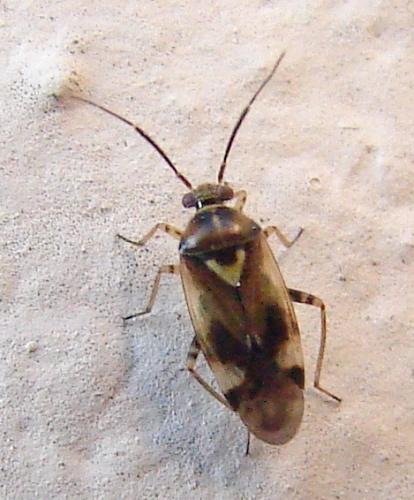 Réf. 57 889 : Orthops sp.