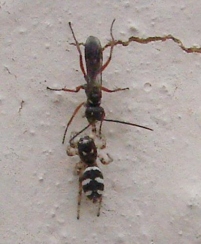 Salticus scenicus