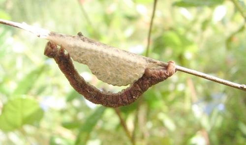 Peribatodes rhomboidaria