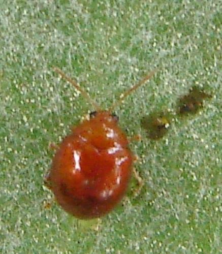 Réf. 57 999 : Sphaeroderma rubidum