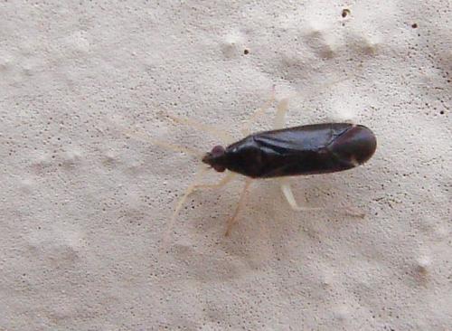 Phylus coryli