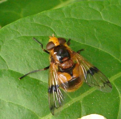 Volucella inflata