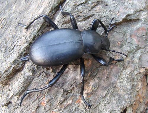 Blaps lusitanica